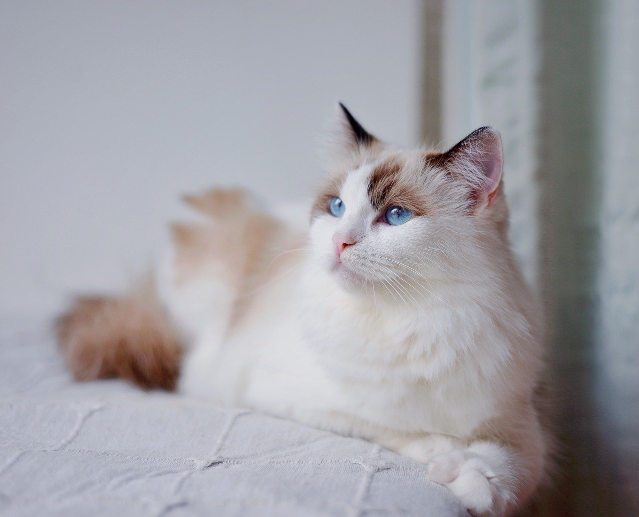 Ragdoll Kitten